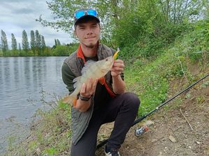 European Perch