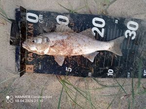 European Bass (Seabass)