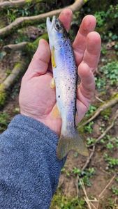Sea Trout
