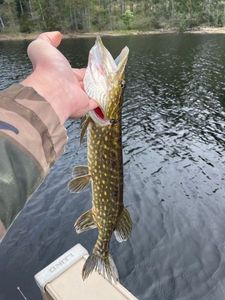 Northern Pike
