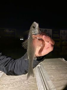 European Bass (Seabass)