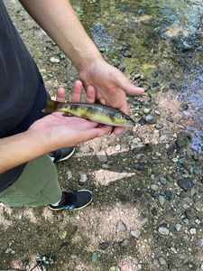 Brown Trout
