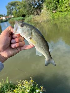 Smallmouth Bass