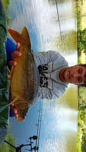 Mirror Carp