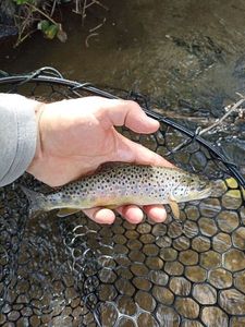 Brown Trout