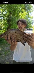 Common Bream