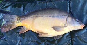 Leather Carp