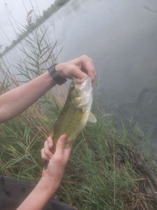 Largemouth Bass