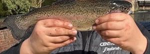 Rainbow Trout