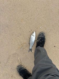 Spotted Seabass