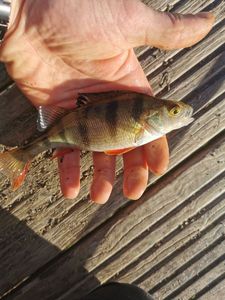 European Perch