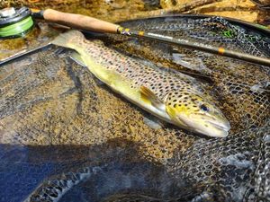 Brown Trout