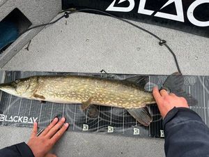 Northern Pike