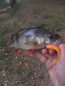 European Perch