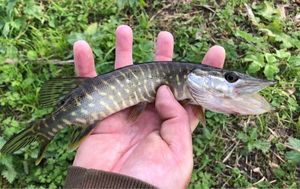 Northern Pike