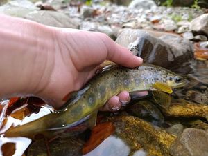Brown Trout