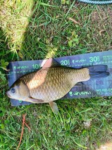 Crucian Carp