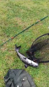 Black Bullhead