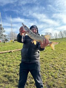 Northern Pike