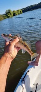 Zander