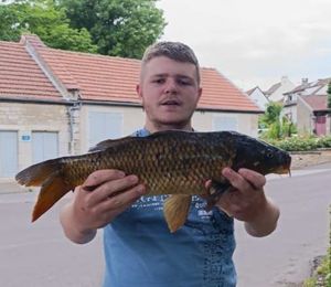 Common Carp