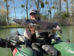 Siberian Sturgeon