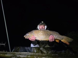 Common Carp