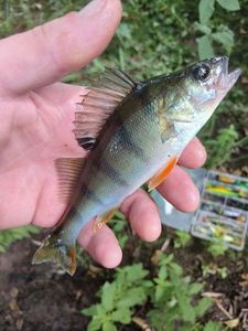 European Perch