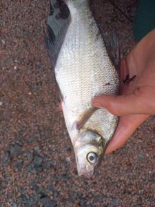 Common Bream