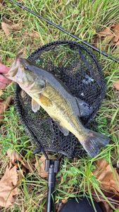 Largemouth Bass