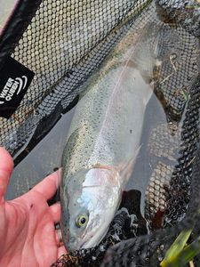 Rainbow Trout