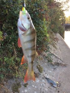 European Perch