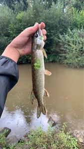 Northern Pike