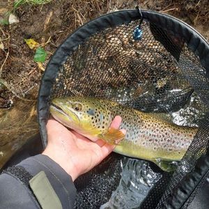 Brown Trout