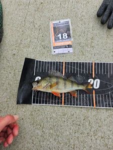 European Perch