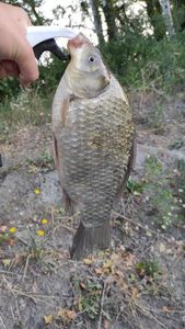 Crucian Carp