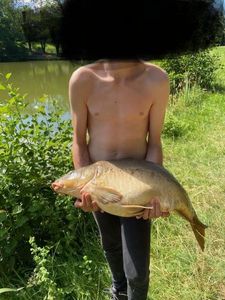 Mirror Carp