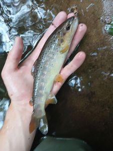 Brown Trout