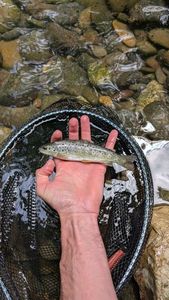 Brown Trout