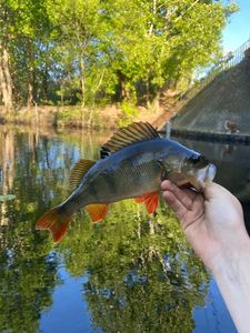 European Perch