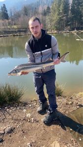Sturgeon