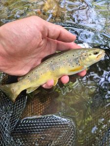 Brown Trout
