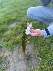 Northern Pike