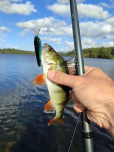 European Perch