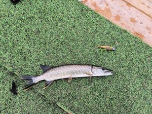 Northern Pike