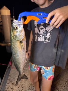 Bluefish