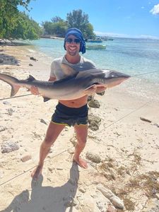 Blacktip Reef Shark