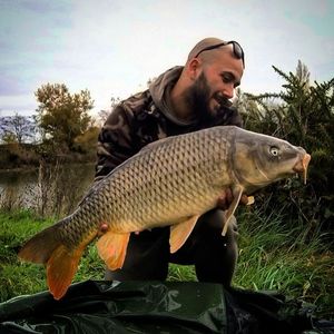 Common Carp