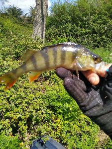 European Perch