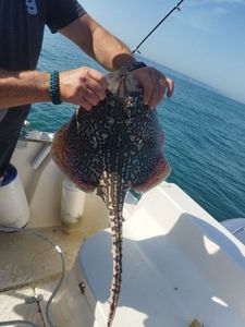 Thornback Ray